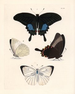 パリのクジャクチョウ、パピリオ・パリス1,2、斑紋のある渡り鳥、カトプシリア・ピランテ？3.4.ジョン・O・ウェストウッドによるドルー・ドリーの新版 "Illustrations of Exotic Entomology "の手彩色リトグラフ。 作： Unbekannter Künstler