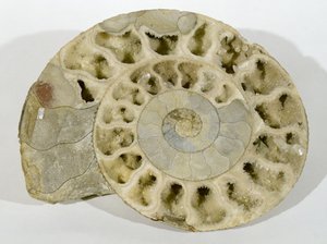 ドーセット州で発見されたパーキンソニア（アンモナイト）、中期ジュラ紀 作： Unbekannt