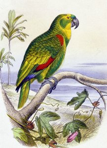 青い前頭部を持つオウム、1850年頃（エングレーヴィング） 作： Unbekannter Künstler
