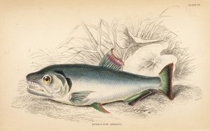 パヤラ、ヒドロリクス・アーマタス（強歯ヒドロキオン、Hydrolycus armatus）。Sir William Jardine