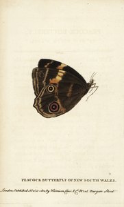 ニュー・サウス・ウェールズのクジャクチョウ。The Naturalist