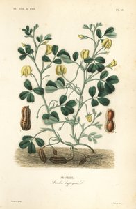 ピーナッツまたは落花生、Arachis hypogaea、Arachide