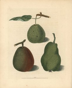 洋梨の品種、Pyrus communis：クレサン、ガンセルのベルガモット、夏のボン・クレチアン。ジョージ・ブルックショーの「ポモナ・ブリタニカ」（ロンドン、ロングマン、ハースト社、他）の挿絵の手彩色スティップル・エングレーヴィング。 作： Unbekannter Künstler