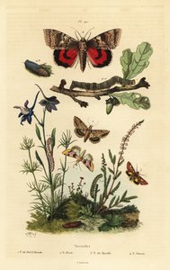 Pease blossom, Periphanes delphinii 1、cotton bollworm, Helicoverpa armigera 2、yellow underwing, Anarta myrtilli 3、large yellow underwing, Noctua pronuba, larva and pupa 4. Noctuelles butterflies 作： Unbekannt