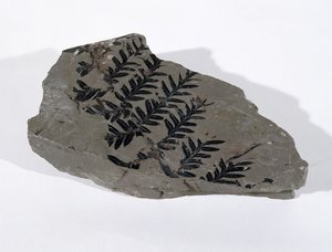サマセット州カマートンで発見されたペコプテリス（裸子植物の葉）、上部石炭紀（写真）。 作： Unbekannt