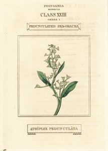 ペダンキュレート・シーパースレーン、Atriplex pedunculata。リチャード・デュッパの図版をもとにした手彩色銅版画（『The Clours and Orders of the Linnaean System of Botany』Longman, Hurst, Londonより）。 作： Unbekannter Künstler