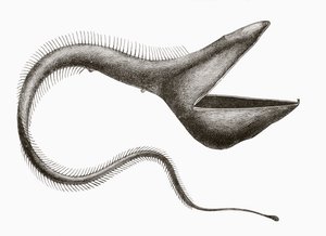 ペリカンウナギ（Eurypharynx pelecanoides）、人間が見ることはほとんどない深海魚、1880年頃にバルセロナで出版された「El Mundo Ilustrado」より 作： Unknown
