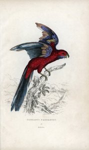 ペナントインコ、Psittacus pennantii。プラティカス・エレガンス 作： Unbekannter Künstler