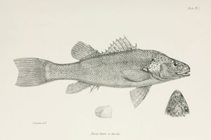 パーチ（1832-1836年頃 作： Unbekannt