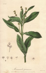 多年生メルキュリア、多年生犬キャベツ（Mercurialis perennis） - ジョン・ステファンソンとジェームズ・モース・チャーチルによる「医学植物学、ロンドン、エディンバラ、ダブリンの薬用植物の説明」の挿絵としてウィリアム・クラークが描いた強い水、 作： Unbekannter Künstler
