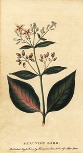 ペルーの樹皮、シンコナ オフィシナリス、1800 年 (彫刻)