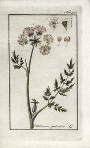 ピューセダン湿原または湿原パセリ（Selinum marsh）。ヨハネス・ゾーン（1739-1799）作 "Afbeelding der Artseny-Gewassen "のリトグラフ（オランダ）。 作： Unbekannter Künstler