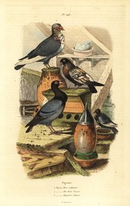 鳩 Columba livia の品種。ピジョン・ターク・オーディナリー、バイ・ドール・スイス、バガデイス・バタール 作： Unbekannt