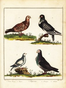 ハト：ポーランドのハト、プーター、ライチョウ、タービット。 1792年（彫刻）