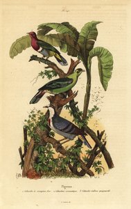 ピンクヘッド・フルーツ・ドバト（Ptilinopus porphyreus）、ブル・グリーン・キジバト（Treron aromaticus）、ルソン・ブリーディング・ハート（Gallicolumba luzonica）。