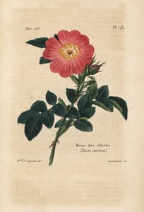 ピンク・ドッグ、ドッグ・ローズ、ロサ・カニナ。Pierre Boitard