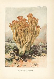 ピンク色のサンゴキクラゲまたは美しいクラバリア、ラマリア・フォルモーサ（Clavaria formosa）。ウィリアム・ハミルトン・ギブソンの著書『Our Edible Toadstools and Mushrooms』に掲載された植物図版をもとにしたクロモリトグラフ。 作： Unbekannter Künstler