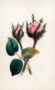 ピンクの苔、ロサ・マスコーサ。ジェームズ・アンドリュースによる、ジョン・スティーヴンス・ヘンズローの「Bouquet des Souvenirs」（ロンドン）のための手彩色エングレーヴィング。 作： Unbekannter Künstler