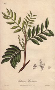 Pistacia lentiscus (Pistacia lentiscus) - ジョン・チャーチによってロンドンで出版されたジョン・ステファンソンとジェームズ・モース・チャーチルの「Medical Botanical, Description of Medicinal Plants of London, Edinburgh and Dublin」の挿絵としてウィリアム・クラークが描いた強い水。
