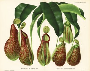 ピッチャープランツの品種、ネペンテス種（Nepenthes henryana, Nepenthes lawrenciana）。ブリュッセルのジャン・リンデンのイラストラシオン・ホルティコールより、P.ド・パンネマカーによるクロモリトグラフ。 作： Unbekannter Künstler