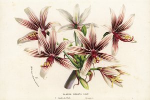 チリ原産のPlacea ornata。Louis van Houtte and Charles Lemaire