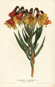 プランタン葉のアルストロメリア、アルストロメリア・プランタギネア。ブラジル。Louis van Houtte and Charles Lemaire