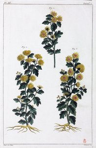 薬用植物、中国 作： Unbekannt