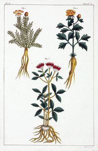 薬用植物、中国