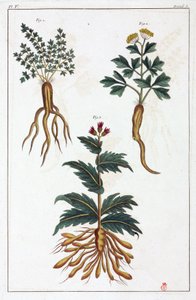 薬用植物、中国