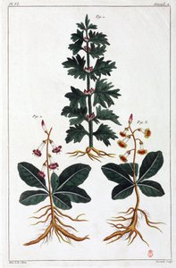 薬用植物、中国