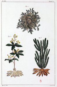 薬用植物、中国