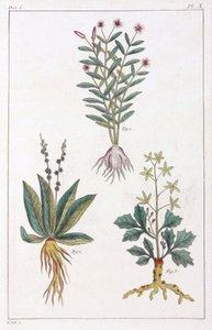 薬用植物、中国 作： Unbekannt