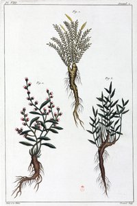 薬用植物、中国