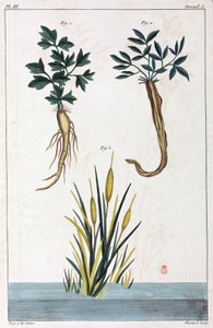 薬用植物、中国 作： Unbekannt