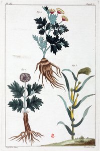 薬用植物、中国