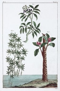 薬用植物、中国 作： Unbekannt