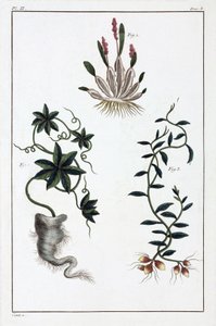 薬用植物、中国