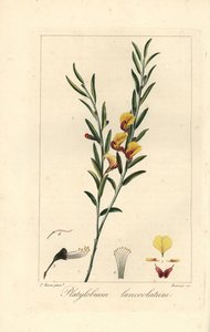 オーストラリア原産のPlatylobium lanceolatum。モルダン・ド・ローネ著『アマチュアのための植物図鑑』所収のパンクレース・ベッサの植物図版からバロワが銅に手彩色したスティップル・エングレーヴィング。 作： Unbekannter Künstler