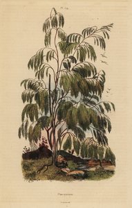 Plocama pendula shrub 作： Unbekannt