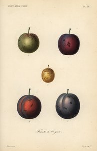 プラム・プルーン（Prunus domestica 作： Unbekannt