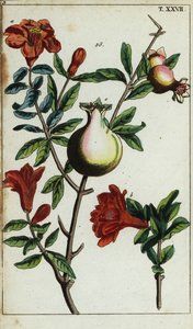 枝にザクロの花と果実、プニカ・グラナタム。 作： Unbekannter Künstler