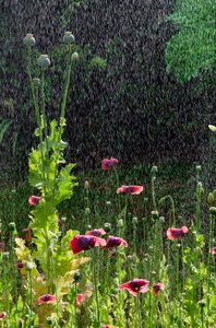 ポピー (ケシ) の花と南ウェールズのガウアー、夏の土砂降りの種子 (写真) 作： Unbekannter Künstler