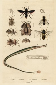 ポッター ハチ、パイプフィッシュ、ゴールデン エッグ バグ、ハナアブ、1834-1839 (彫刻) 作： Unbekannter Künstler