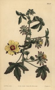トゲのある茎のハイビスカス、Hibiscus surattensis