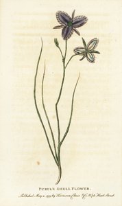 オーストラリア、ニューサウスウェールズ州の紫色の貝の花。おそらく造花業者が製造した空想上の花。The Naturalist