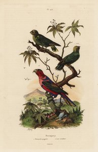 ピグミーインコ（Micropsitta pusio）、クロガネモチ（Lorius lorry 作： Unbekannt