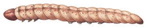 アワノメイガ - ヨーロッパアワノメイガ (Ostrinia nubilalis) 作： Unbekannter Künstler