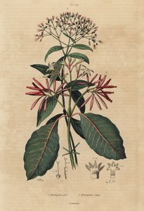キニーネ、Cinchona officinalis 1とLadenbergia oblongifoliaの脆弱性、2 作： Unbekannt