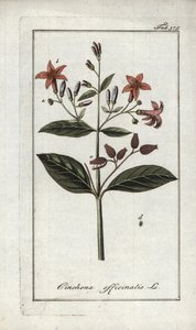 キンキナ（Cinchona officinalis）。オランダ、ヨハネス・ゾーン（1739-1799）の「Afbeelding der Artseny-Gewassen」のリトグラフ。 作： Unbekannter Künstler