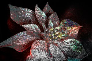 ダーリンに贈る虹色のポインセチア、2017年（リペイント写真） 作： Unbekannter Künstler